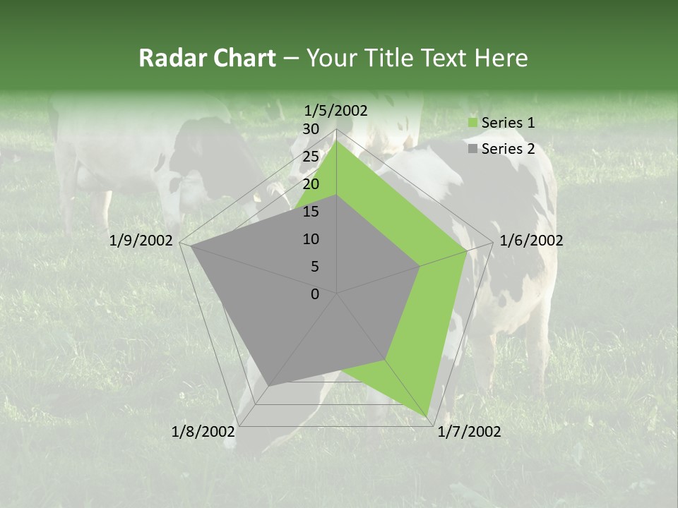 Holstein-Friesian Cows Grazing In A Lush, Green Field, Near Moss Vale, New South Wales, Australia PowerPoint Template