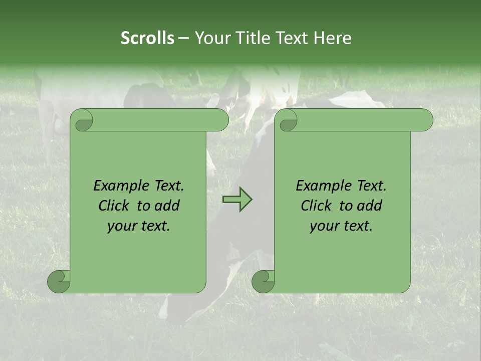 Holstein-Friesian Cows Grazing In A Lush, Green Field, Near Moss Vale, New South Wales, Australia PowerPoint Template