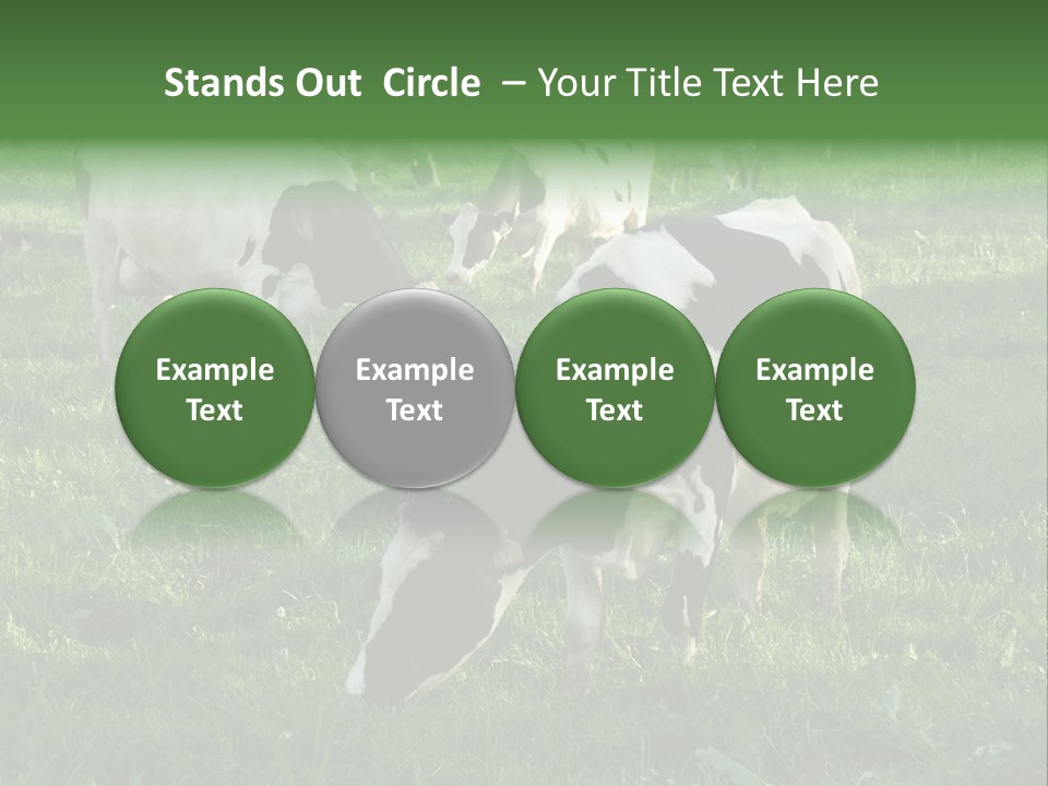 Holstein-Friesian Cows Grazing In A Lush, Green Field, Near Moss Vale, New South Wales, Australia PowerPoint Template