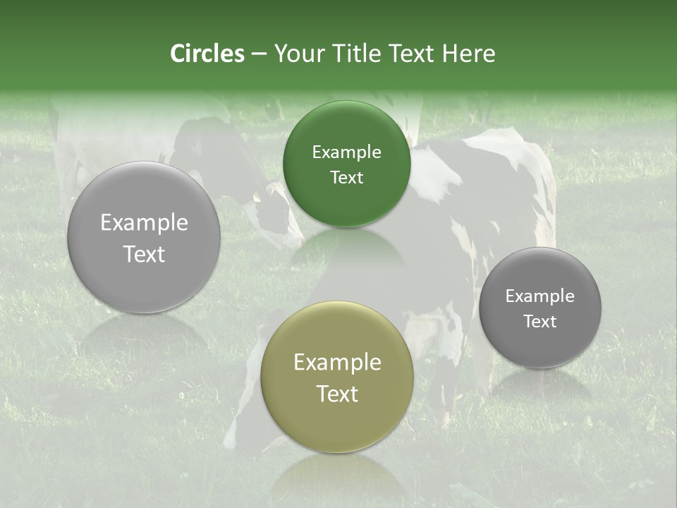 Holstein-Friesian Cows Grazing In A Lush, Green Field, Near Moss Vale, New South Wales, Australia PowerPoint Template