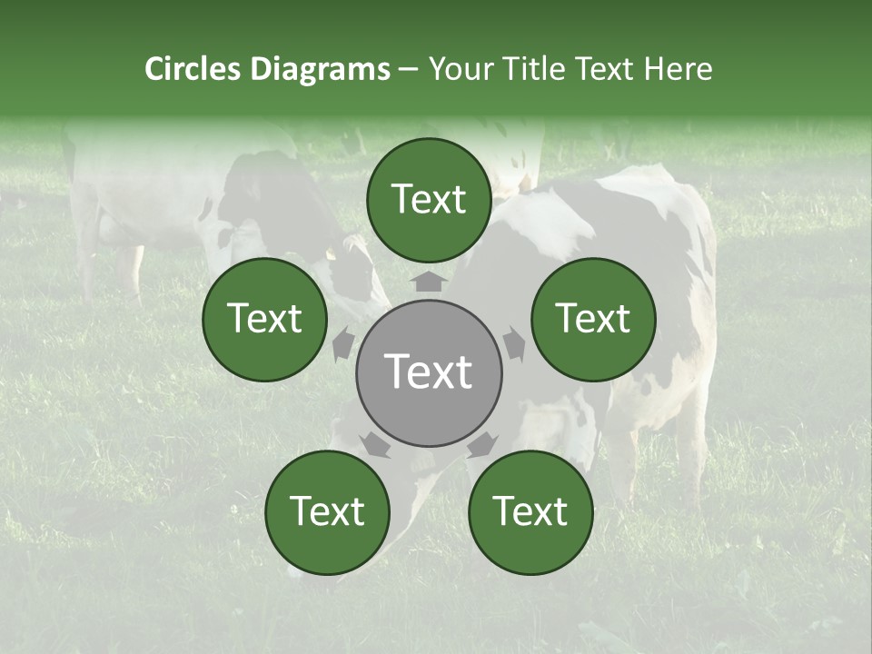 Holstein-Friesian Cows Grazing In A Lush, Green Field, Near Moss Vale, New South Wales, Australia PowerPoint Template