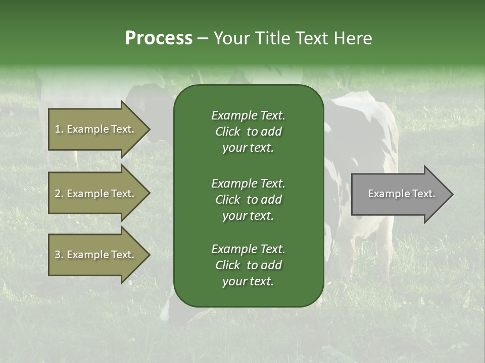 Holstein-Friesian Cows Grazing In A Lush, Green Field, Near Moss Vale, New South Wales, Australia PowerPoint Template
