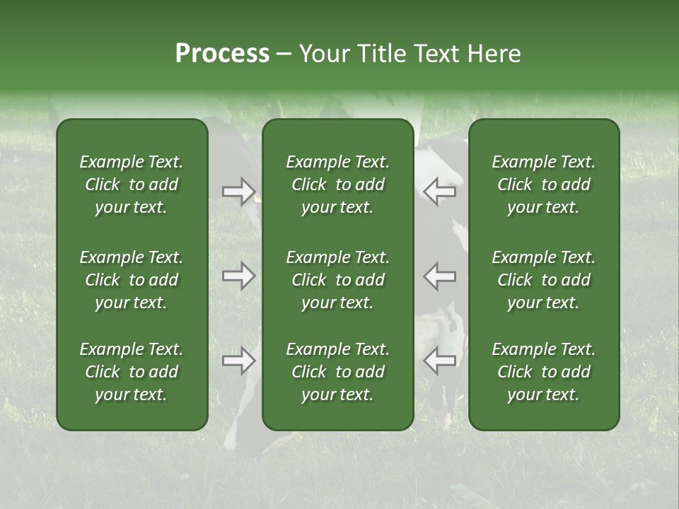 Holstein-Friesian Cows Grazing In A Lush, Green Field, Near Moss Vale, New South Wales, Australia PowerPoint Template