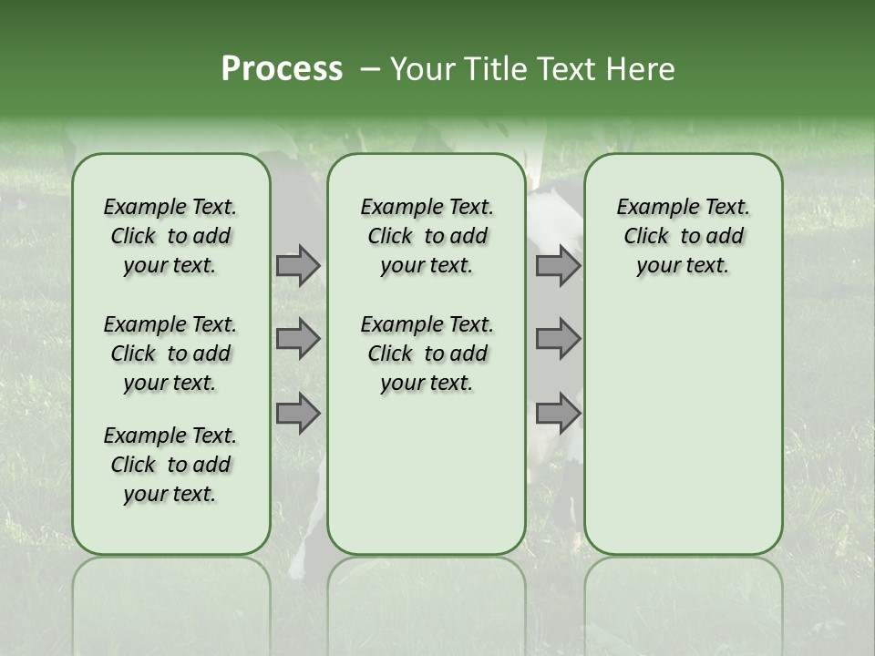 Holstein-Friesian Cows Grazing In A Lush, Green Field, Near Moss Vale, New South Wales, Australia PowerPoint Template