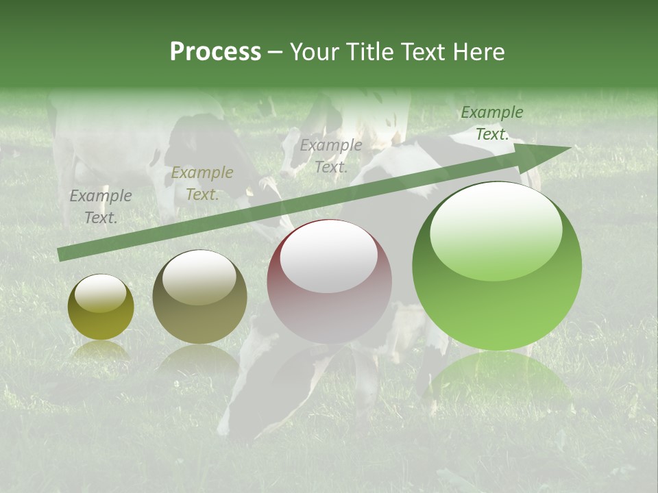 Holstein-Friesian Cows Grazing In A Lush, Green Field, Near Moss Vale, New South Wales, Australia PowerPoint Template