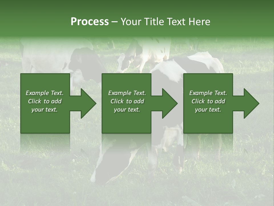 Holstein-Friesian Cows Grazing In A Lush, Green Field, Near Moss Vale, New South Wales, Australia PowerPoint Template