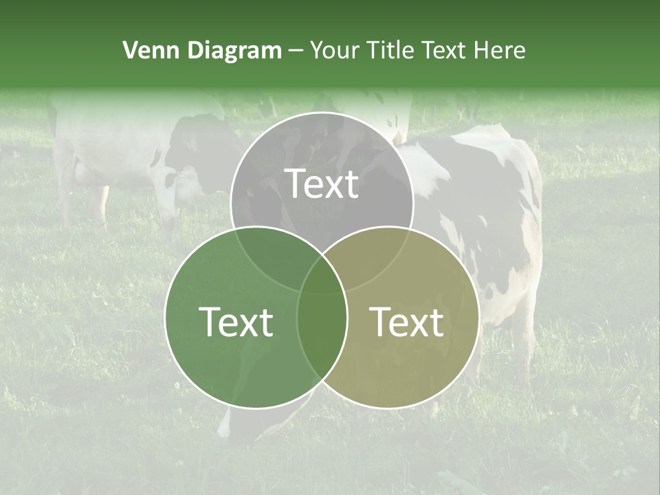 Holstein-Friesian Cows Grazing In A Lush, Green Field, Near Moss Vale, New South Wales, Australia PowerPoint Template