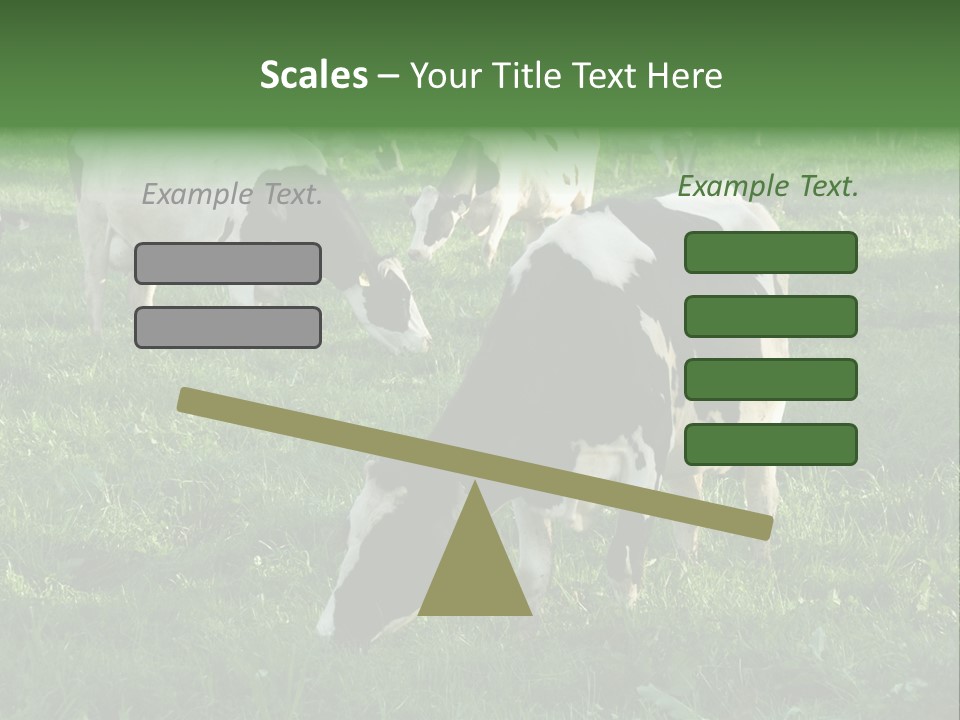 Holstein-Friesian Cows Grazing In A Lush, Green Field, Near Moss Vale, New South Wales, Australia PowerPoint Template