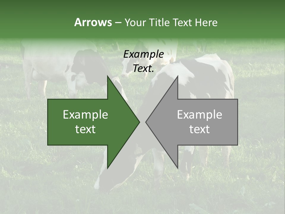 Holstein-Friesian Cows Grazing In A Lush, Green Field, Near Moss Vale, New South Wales, Australia PowerPoint Template
