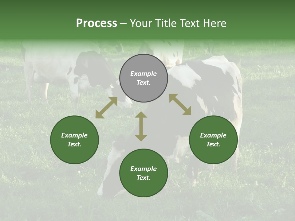 Holstein-Friesian Cows Grazing In A Lush, Green Field, Near Moss Vale, New South Wales, Australia PowerPoint Template