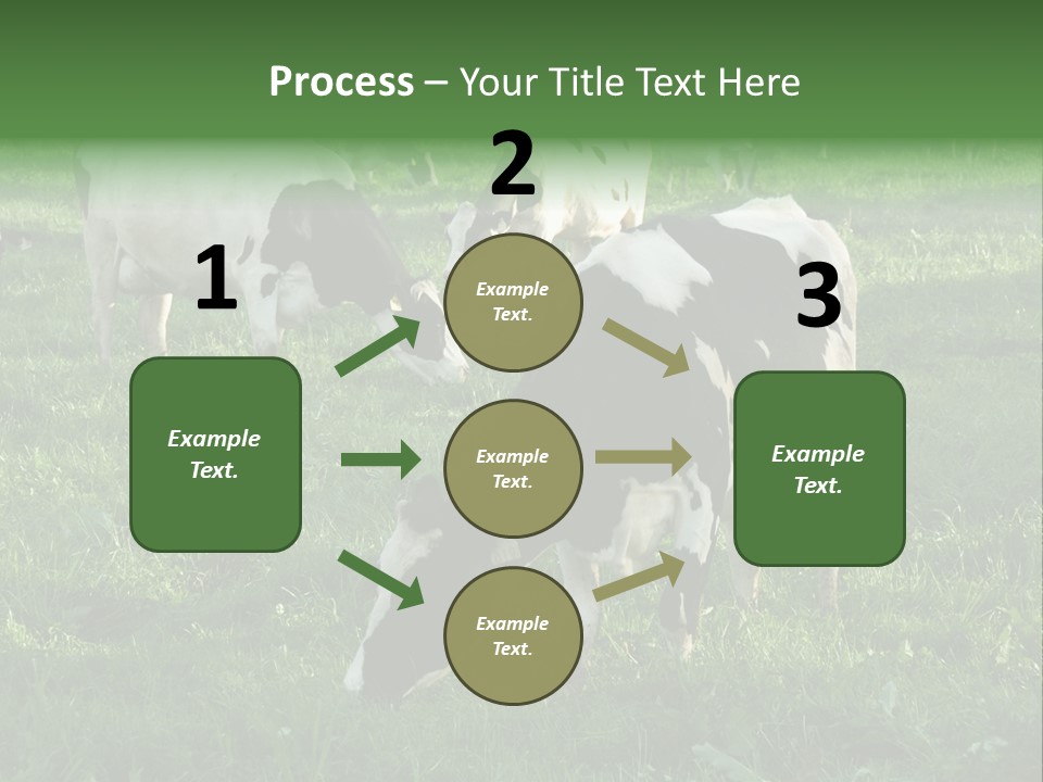 Holstein-Friesian Cows Grazing In A Lush, Green Field, Near Moss Vale, New South Wales, Australia PowerPoint Template