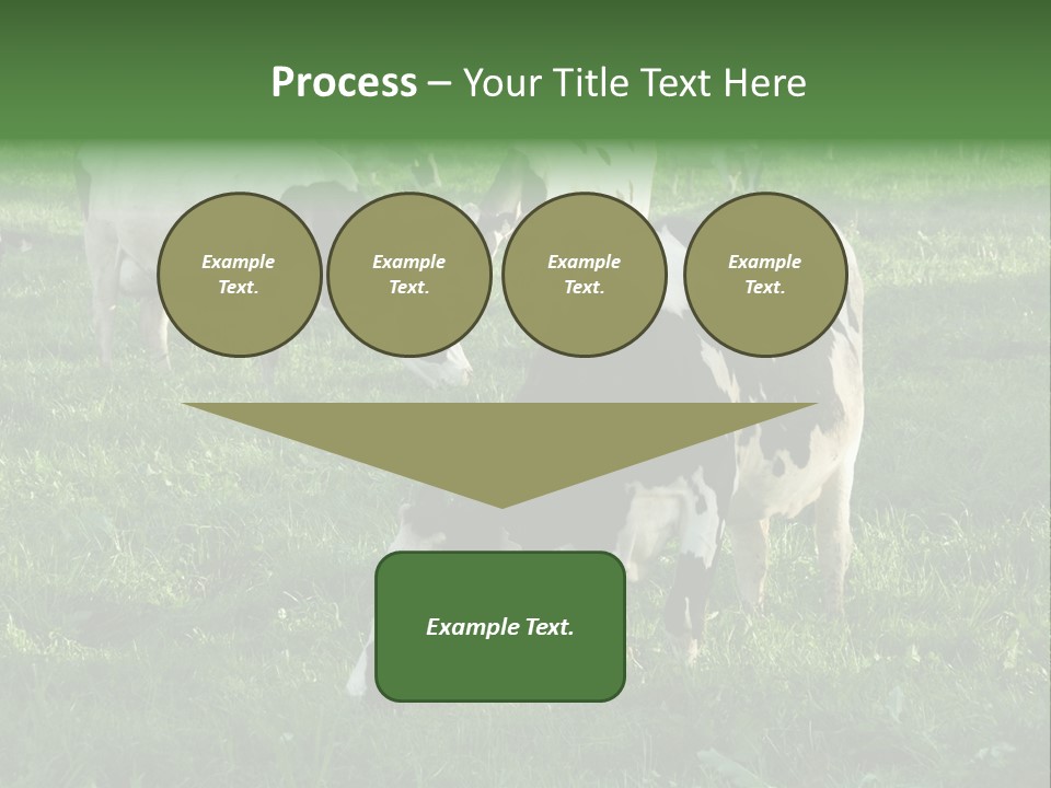 Holstein-Friesian Cows Grazing In A Lush, Green Field, Near Moss Vale, New South Wales, Australia PowerPoint Template