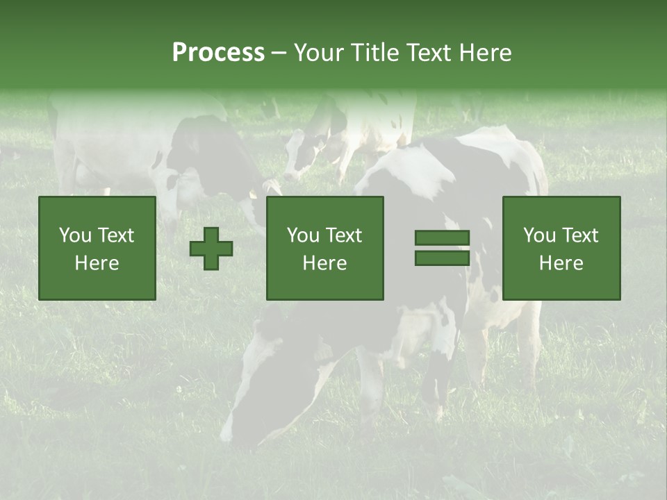 Holstein-Friesian Cows Grazing In A Lush, Green Field, Near Moss Vale, New South Wales, Australia PowerPoint Template