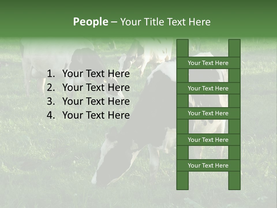 Holstein-Friesian Cows Grazing In A Lush, Green Field, Near Moss Vale, New South Wales, Australia PowerPoint Template