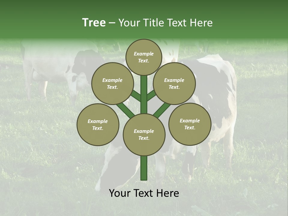 Holstein-Friesian Cows Grazing In A Lush, Green Field, Near Moss Vale, New South Wales, Australia PowerPoint Template