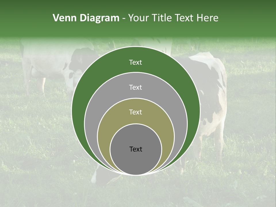 Holstein-Friesian Cows Grazing In A Lush, Green Field, Near Moss Vale, New South Wales, Australia PowerPoint Template