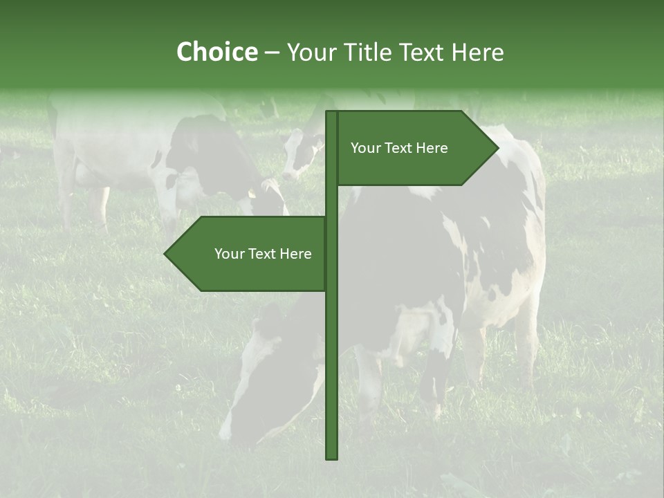 Holstein-Friesian Cows Grazing In A Lush, Green Field, Near Moss Vale, New South Wales, Australia PowerPoint Template