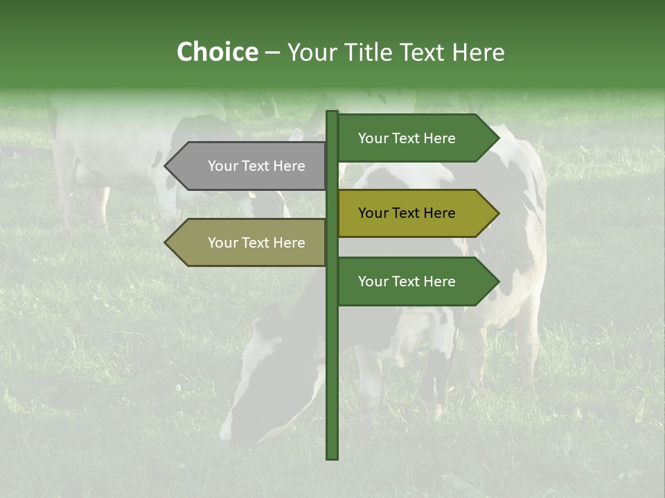 Holstein-Friesian Cows Grazing In A Lush, Green Field, Near Moss Vale, New South Wales, Australia PowerPoint Template