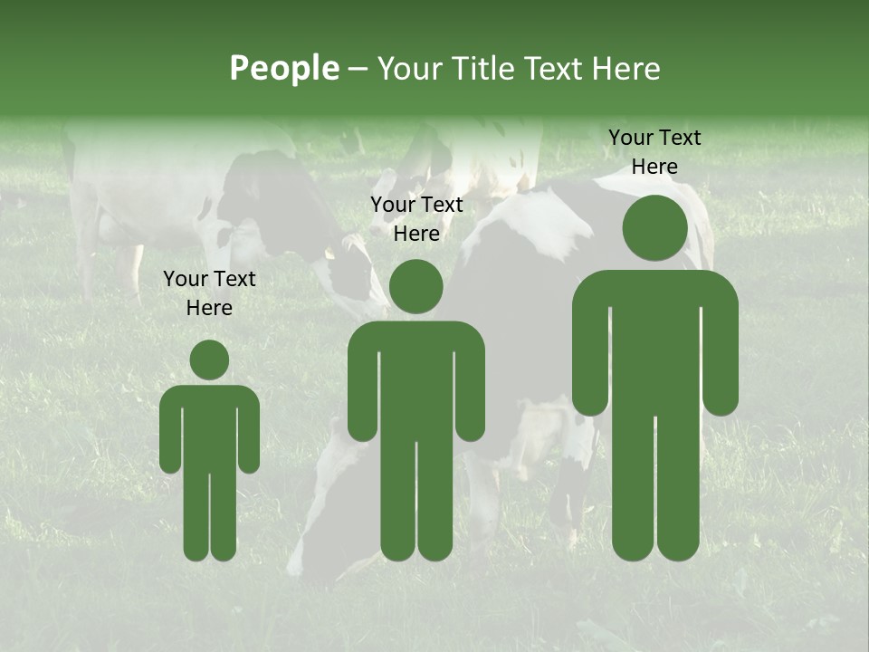 Holstein-Friesian Cows Grazing In A Lush, Green Field, Near Moss Vale, New South Wales, Australia PowerPoint Template