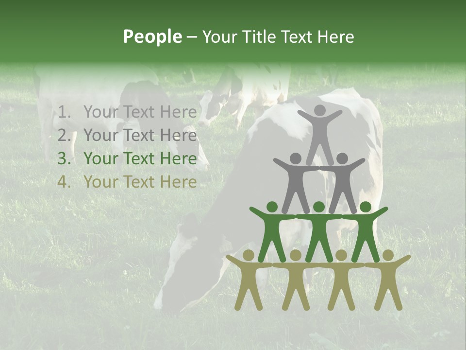 Holstein-Friesian Cows Grazing In A Lush, Green Field, Near Moss Vale, New South Wales, Australia PowerPoint Template