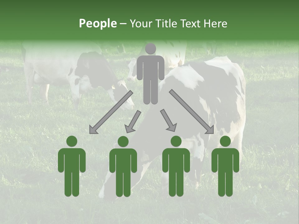 Holstein-Friesian Cows Grazing In A Lush, Green Field, Near Moss Vale, New South Wales, Australia PowerPoint Template