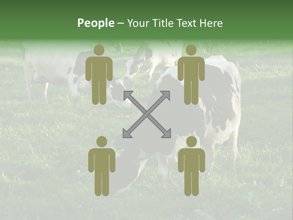 Holstein-Friesian Cows Grazing In A Lush, Green Field, Near Moss Vale, New South Wales, Australia PowerPoint Template