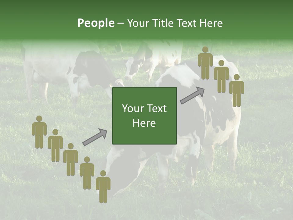 Holstein-Friesian Cows Grazing In A Lush, Green Field, Near Moss Vale, New South Wales, Australia PowerPoint Template