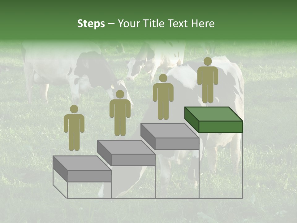 Holstein-Friesian Cows Grazing In A Lush, Green Field, Near Moss Vale, New South Wales, Australia PowerPoint Template