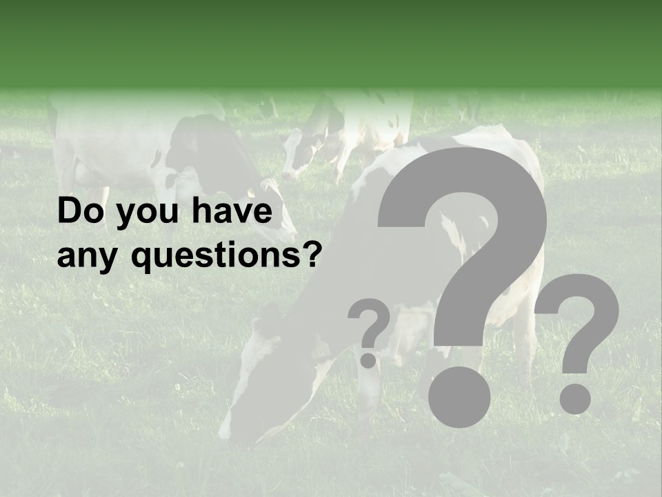 Holstein-Friesian Cows Grazing In A Lush, Green Field, Near Moss Vale, New South Wales, Australia PowerPoint Template