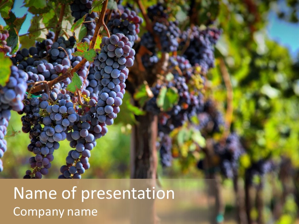 Merlot Grapes On Vine In Vineyard Hdr PowerPoint Template