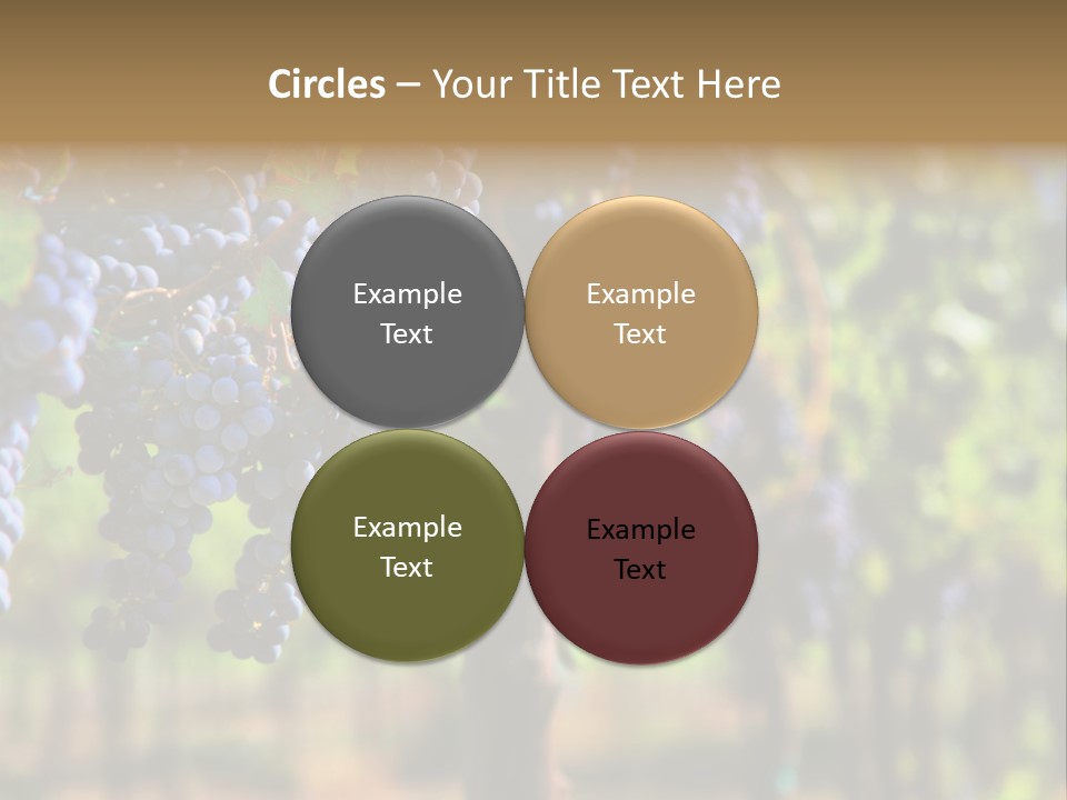 Merlot Grapes On Vine In Vineyard Hdr PowerPoint Template