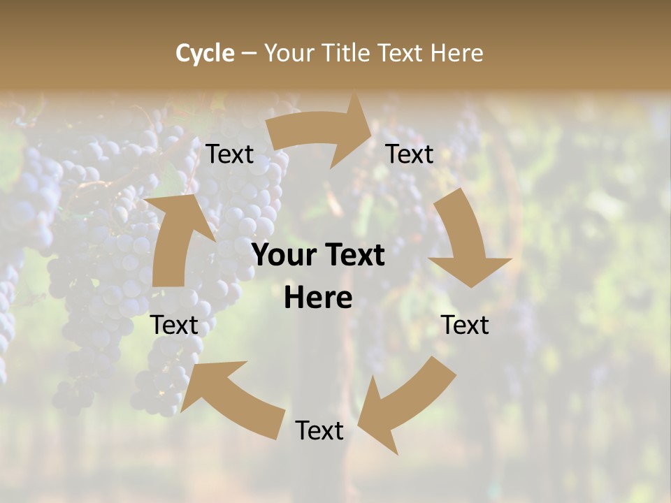 Merlot Grapes On Vine In Vineyard Hdr PowerPoint Template