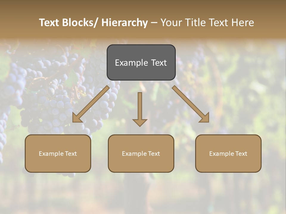 Merlot Grapes On Vine In Vineyard Hdr PowerPoint Template