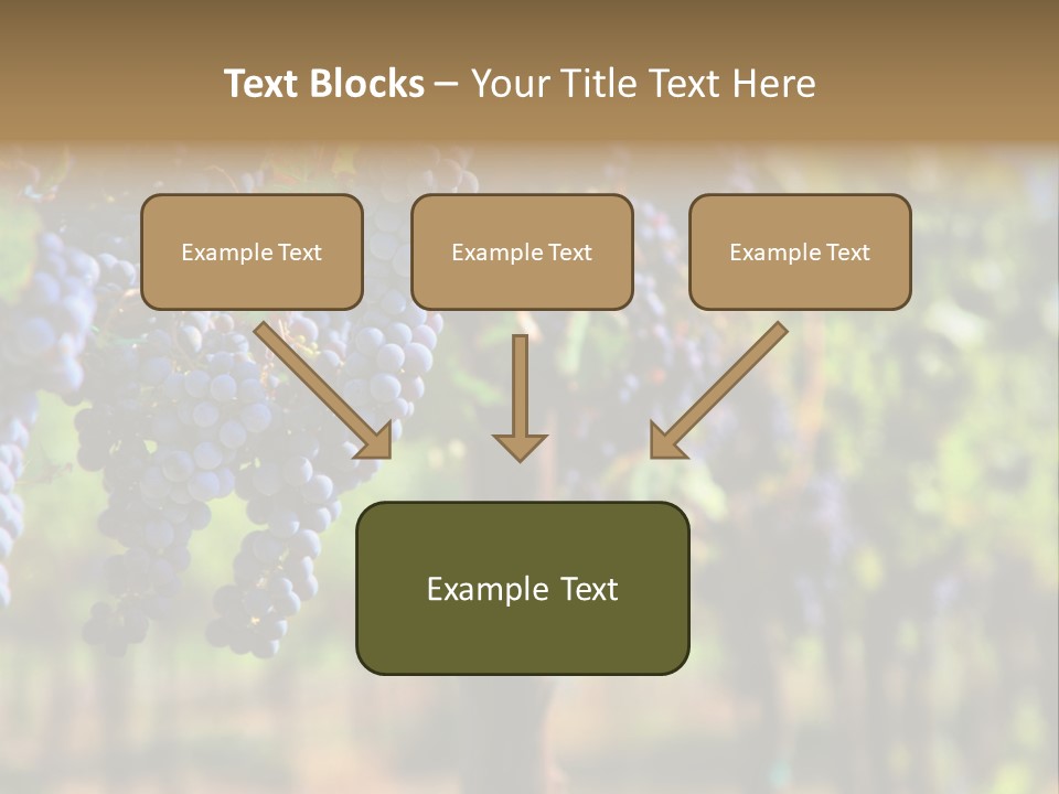 Merlot Grapes On Vine In Vineyard Hdr PowerPoint Template