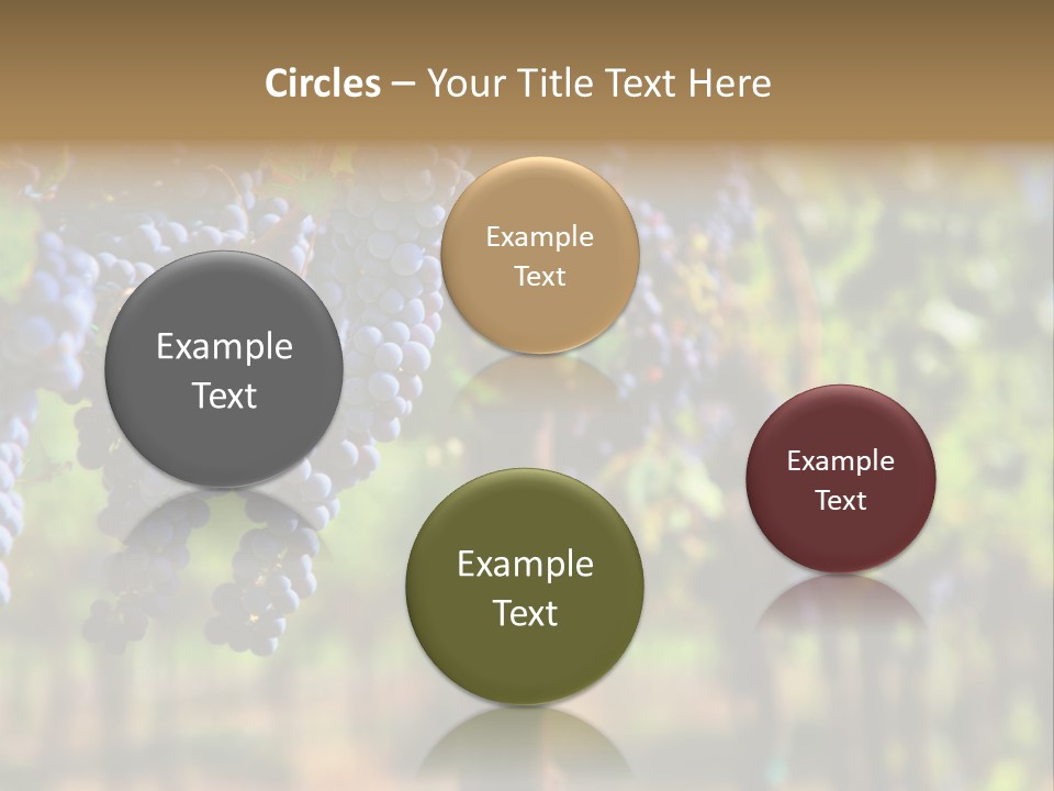 Merlot Grapes On Vine In Vineyard Hdr PowerPoint Template