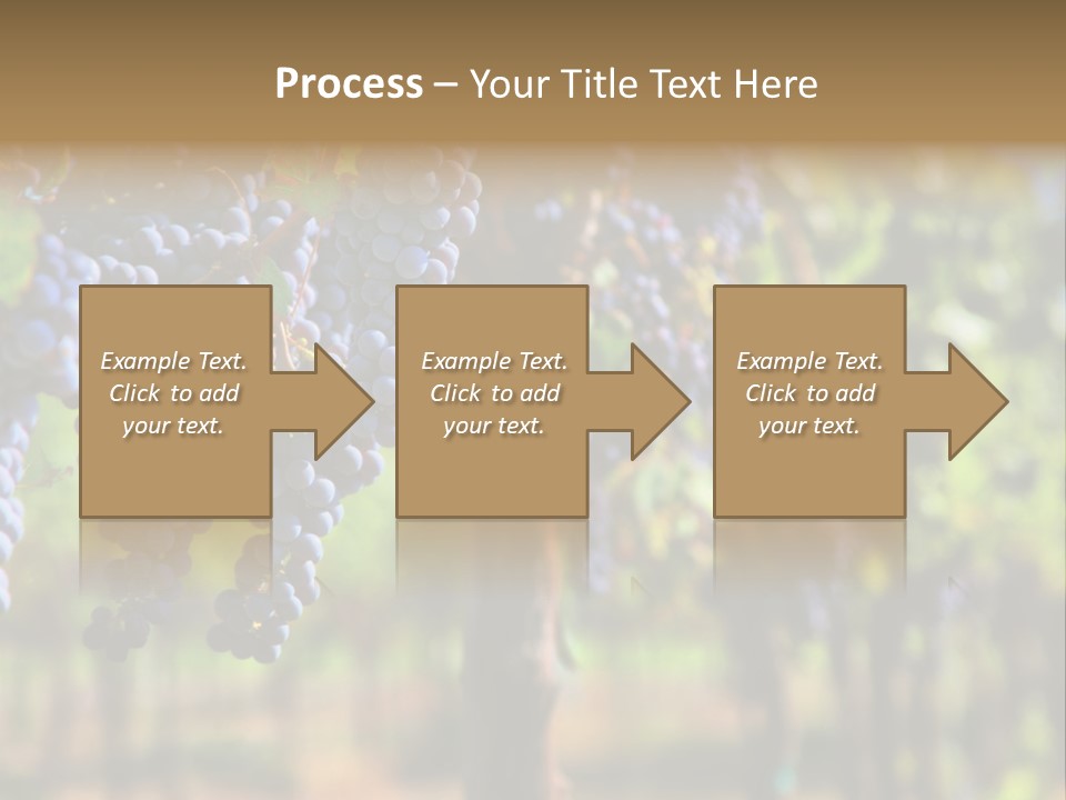 Merlot Grapes On Vine In Vineyard Hdr PowerPoint Template