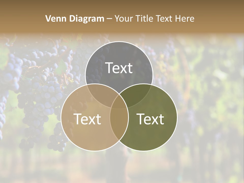 Merlot Grapes On Vine In Vineyard Hdr PowerPoint Template