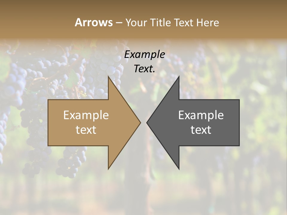 Merlot Grapes On Vine In Vineyard Hdr PowerPoint Template