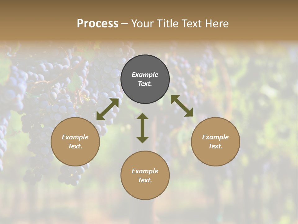 Merlot Grapes On Vine In Vineyard Hdr PowerPoint Template