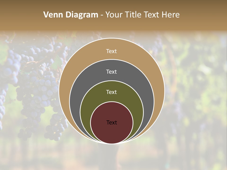 Merlot Grapes On Vine In Vineyard Hdr PowerPoint Template