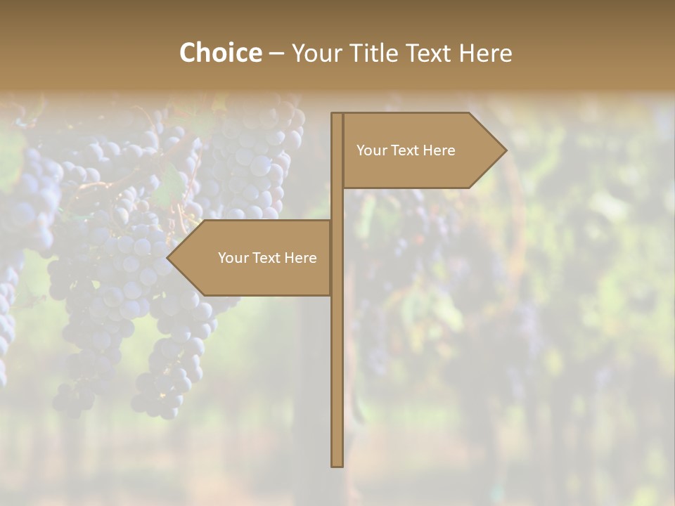 Merlot Grapes On Vine In Vineyard Hdr PowerPoint Template