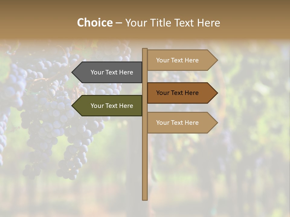 Merlot Grapes On Vine In Vineyard Hdr PowerPoint Template