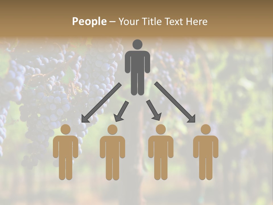 Merlot Grapes On Vine In Vineyard Hdr PowerPoint Template