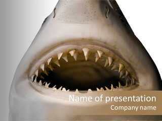 Mouth And Teeth Of A Great White Shark PowerPoint Template
