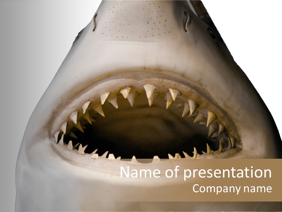 Mouth And Teeth Of A Great White Shark PowerPoint Template