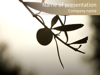 A Picture Of A Plant With The Sun In The Background PowerPoint Template