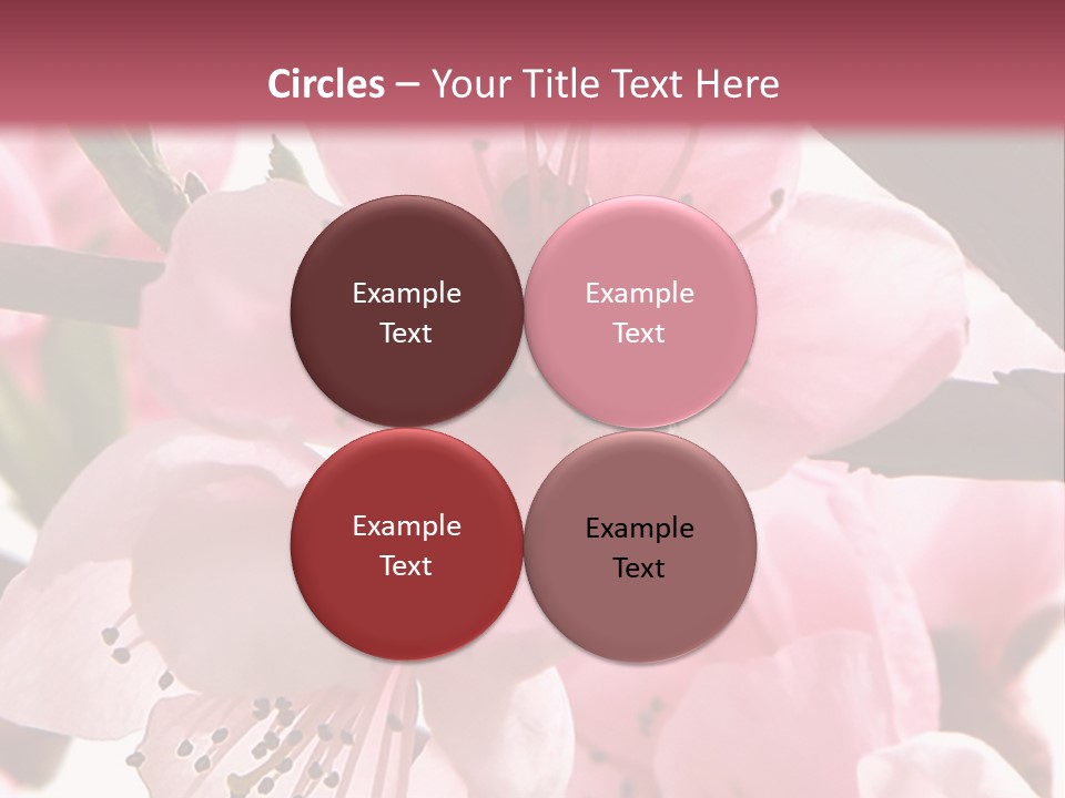 Peach Flowers And Reflection Over White PowerPoint Template