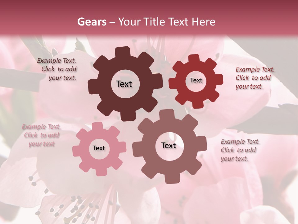 Peach Flowers And Reflection Over White PowerPoint Template