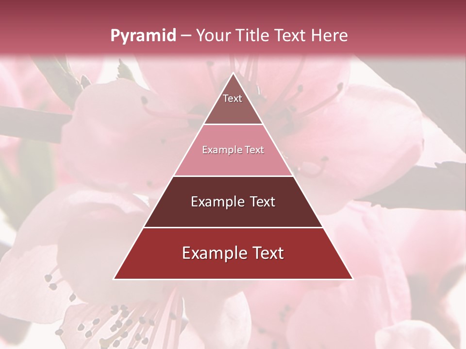 Peach Flowers And Reflection Over White PowerPoint Template