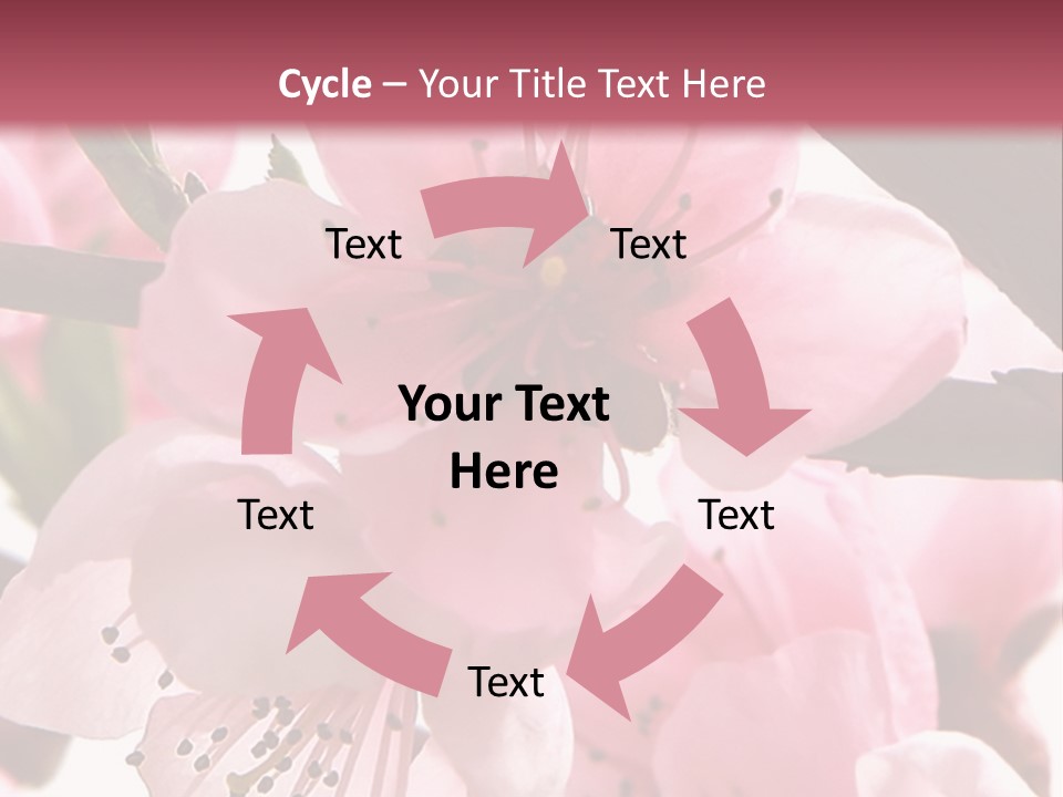 Peach Flowers And Reflection Over White PowerPoint Template